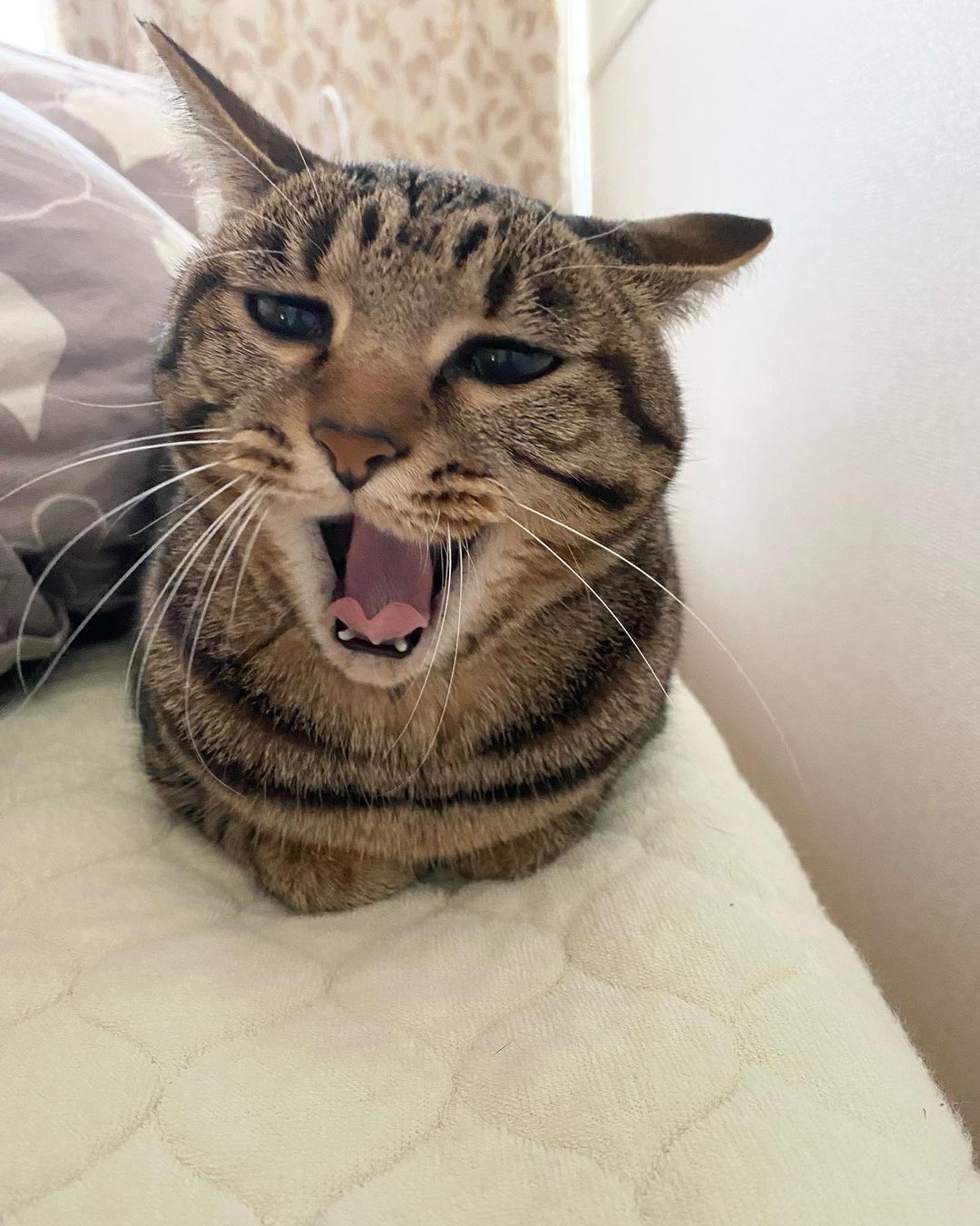 Kiji yawning