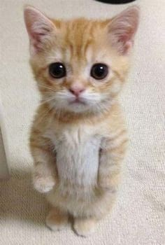 El Gato.png